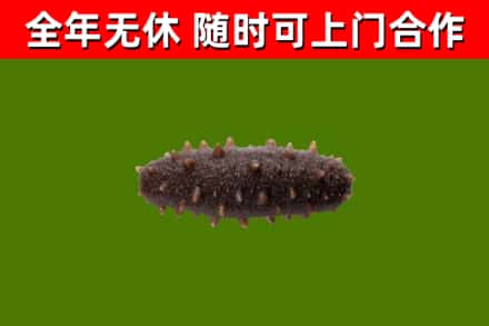 衡东烟酒回收干海参.jpg